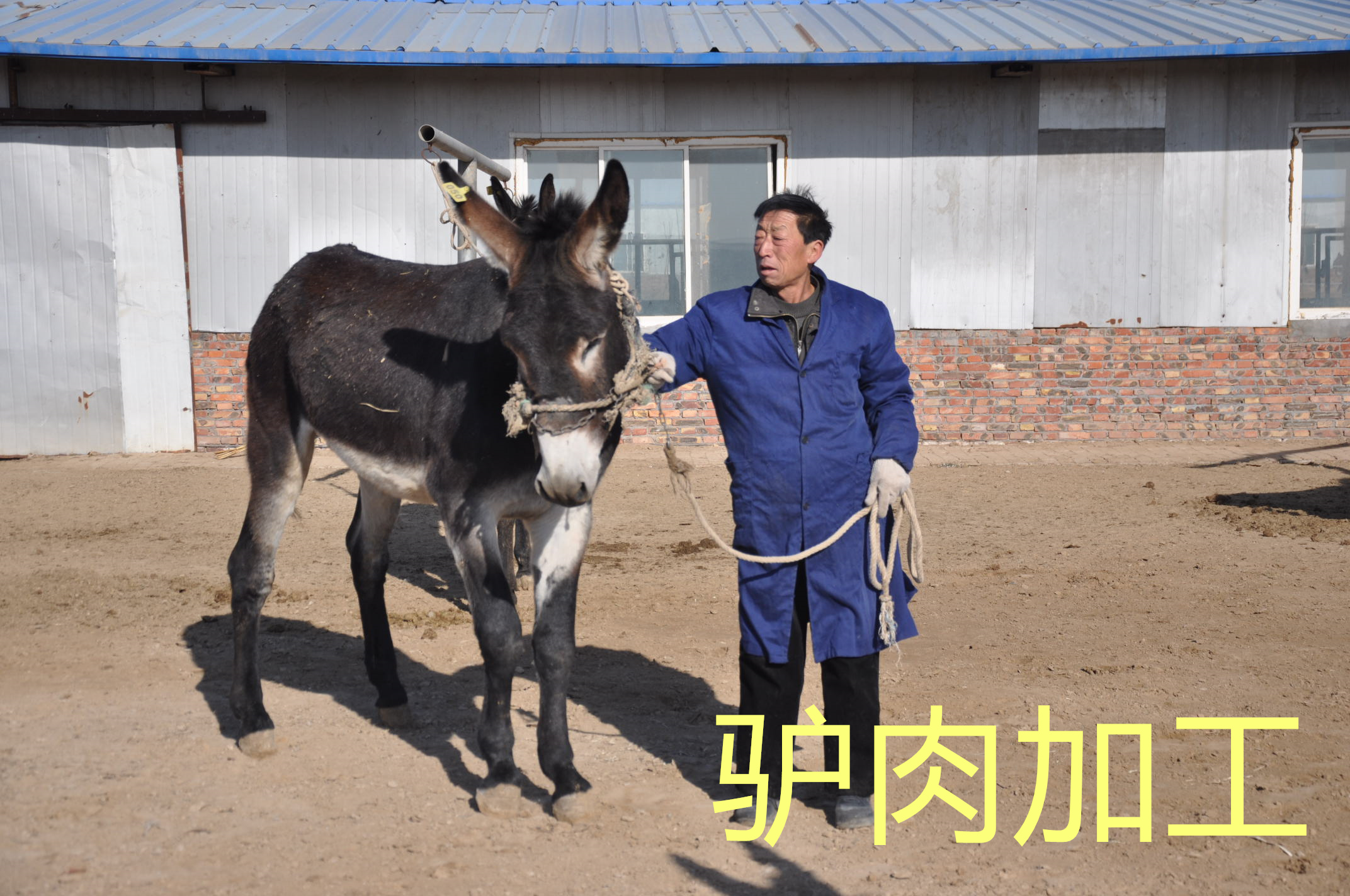 驢肉加工基地的選擇，拴嘴驢驢肉廠家