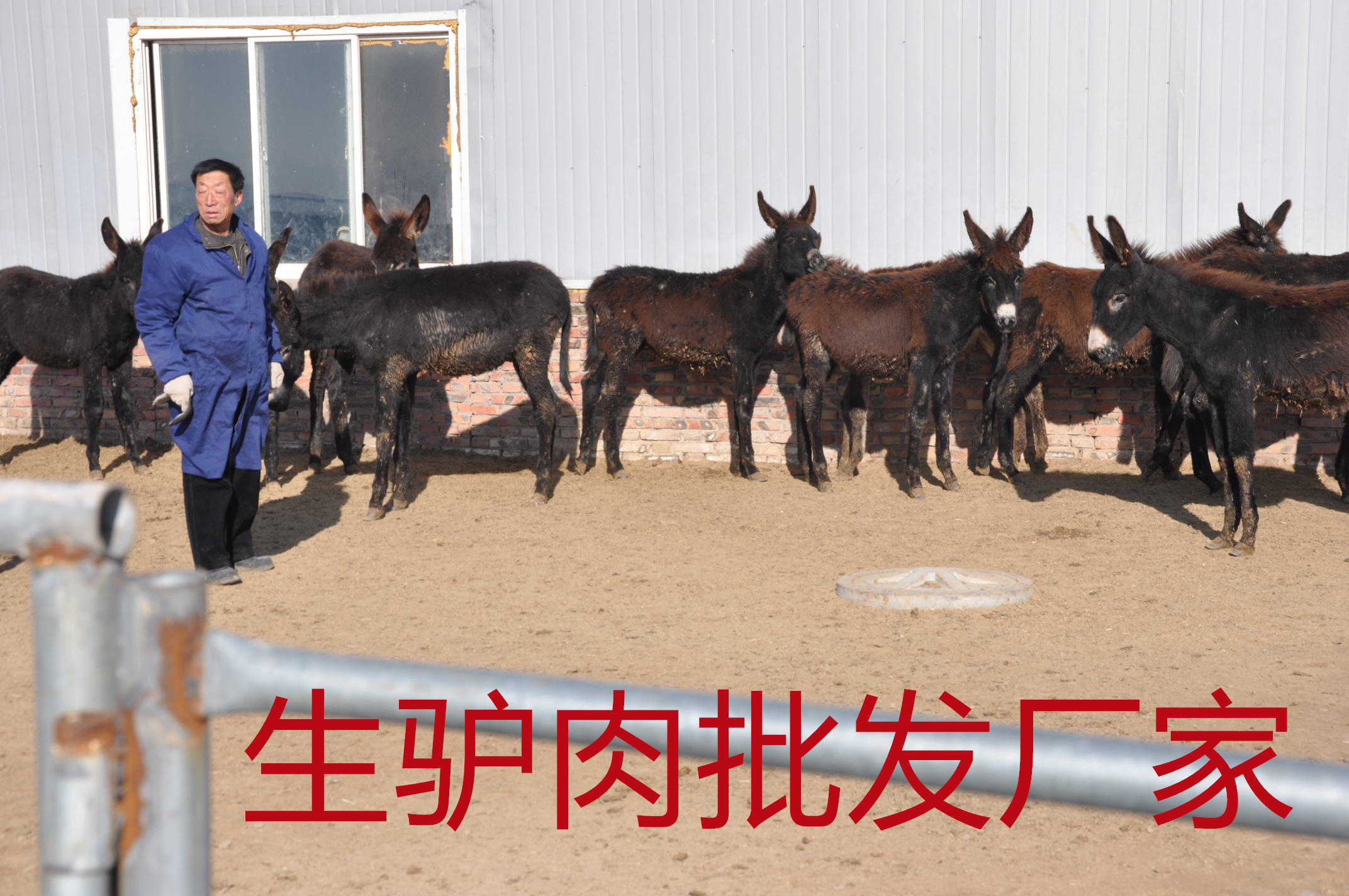 河北生驢肉批發廠家一手貨源，在市場上具有一定的影響力