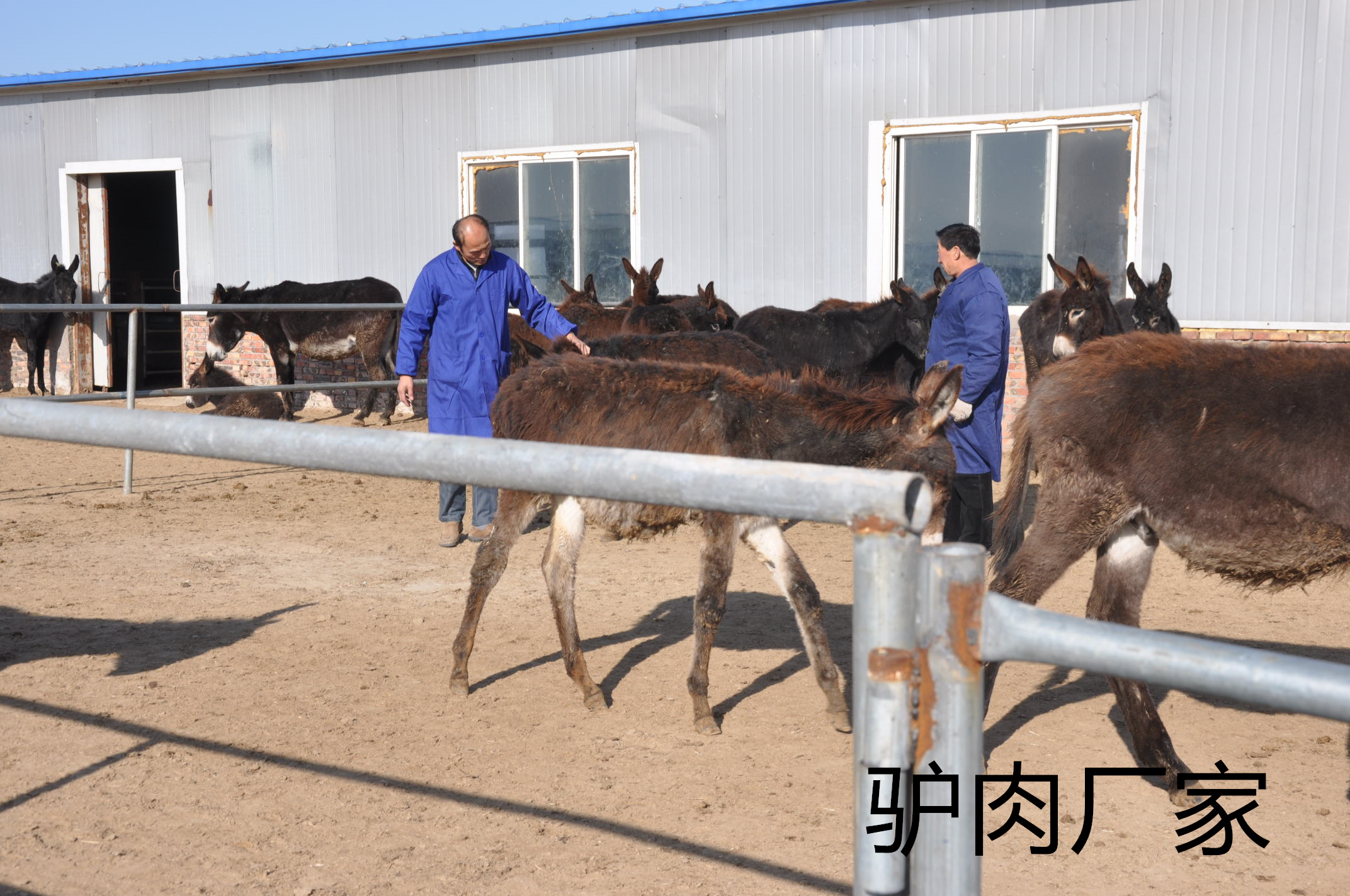 驢肉批發生態驢肉，品質不同，自然美味