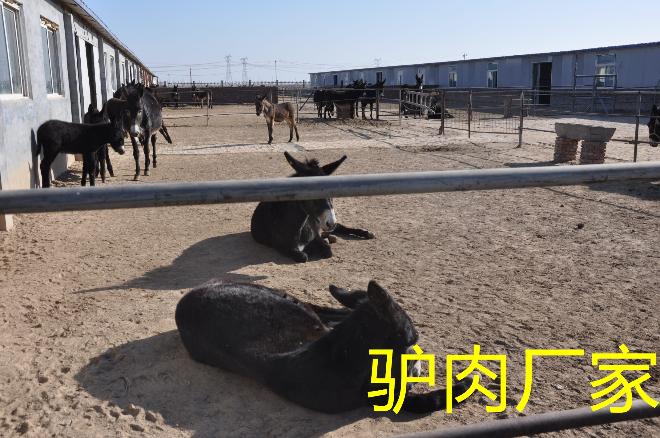 河北驢肉廠家為消費者打造高品質、低價位的驢肉產品